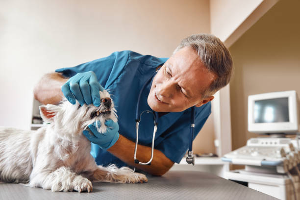 Best 24-Hour Emergency Dentist in Red Boiling Springs, TN